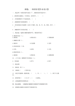 粤教版科学三年级下册11一株番茄练习.docx