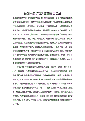 番茄果实子粒外露的原因防治.docx