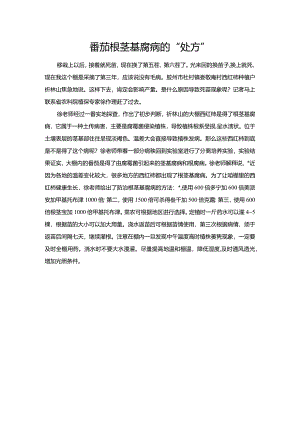 番茄根茎基腐病的“处方”.docx