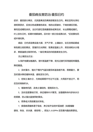 番茄病虫害防治：番茄日灼.docx