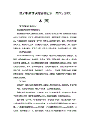 番茄细菌性软腐病害防治—图文识别技术（图）.docx