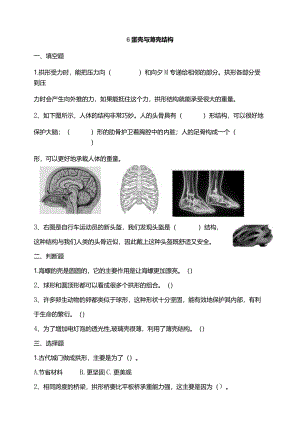 苏教版科学五下6蛋壳与薄壳结构试题（含答案解析）.docx