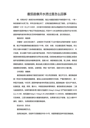 番茄苗像开水烫过是怎么回事.docx