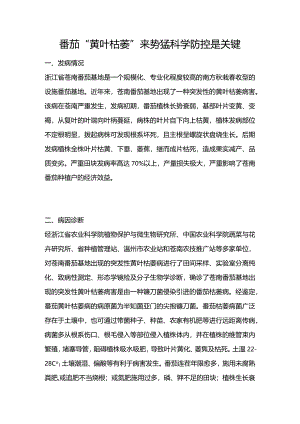 番茄“黄叶枯萎”来势猛科学防控是关键.docx