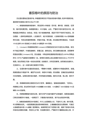 番茄卷叶的原因与防治.docx