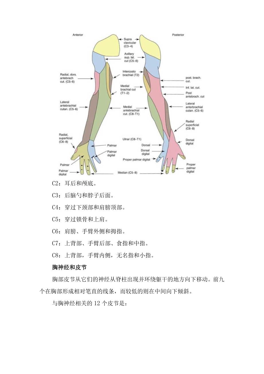 皮节分布及对应神经根病变定位诊断.docx_第3页