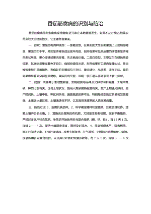 番茄筋腐病的识别与防治.docx