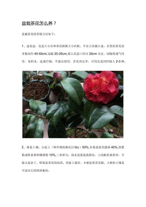 盆栽茶花怎么养.docx