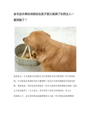 金毛送水果给邻居回去篮子里又装满了东西主人一看笑翻了.docx