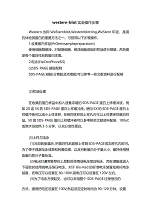 western-blot实验操作步骤.docx