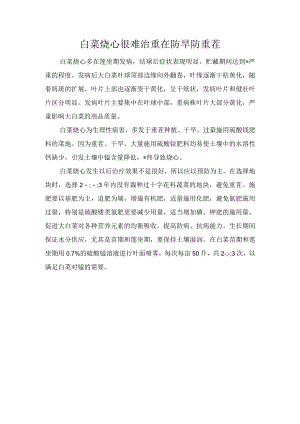 白菜烧心很难治重在防旱防重茬.docx