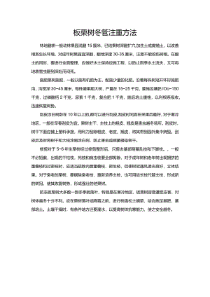 板栗树冬管注重方法.docx