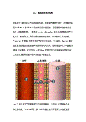 2024胱氨酸尿症的分型.docx