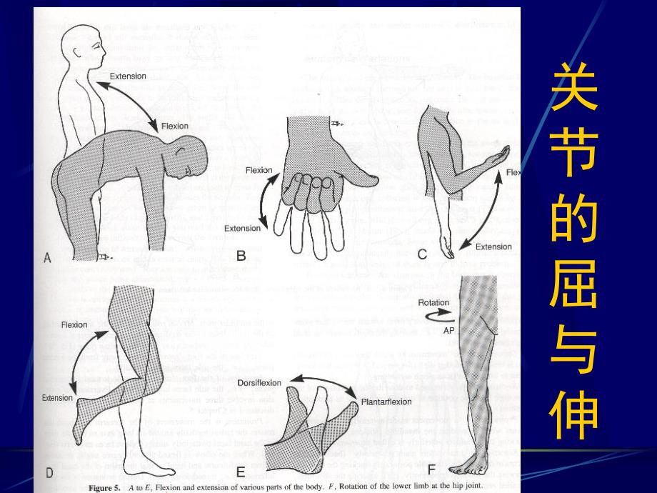 关节治疗技术ppt演示文稿.ppt_第2页