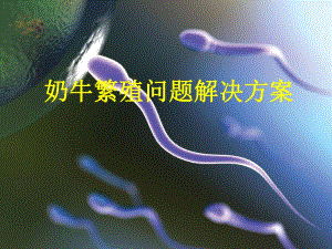 奶牛繁殖问题解决方案.ppt
