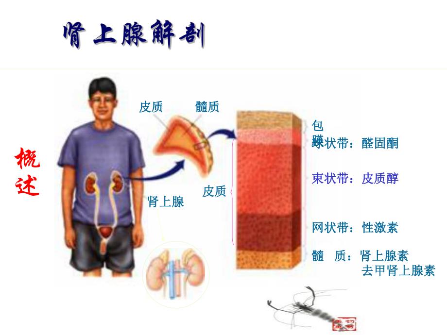 医学资料慢性肾上腺皮质功能减退症.ppt_第2页