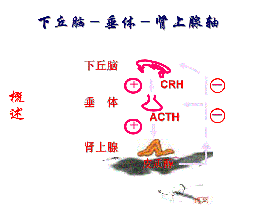 医学资料慢性肾上腺皮质功能减退症.ppt_第3页