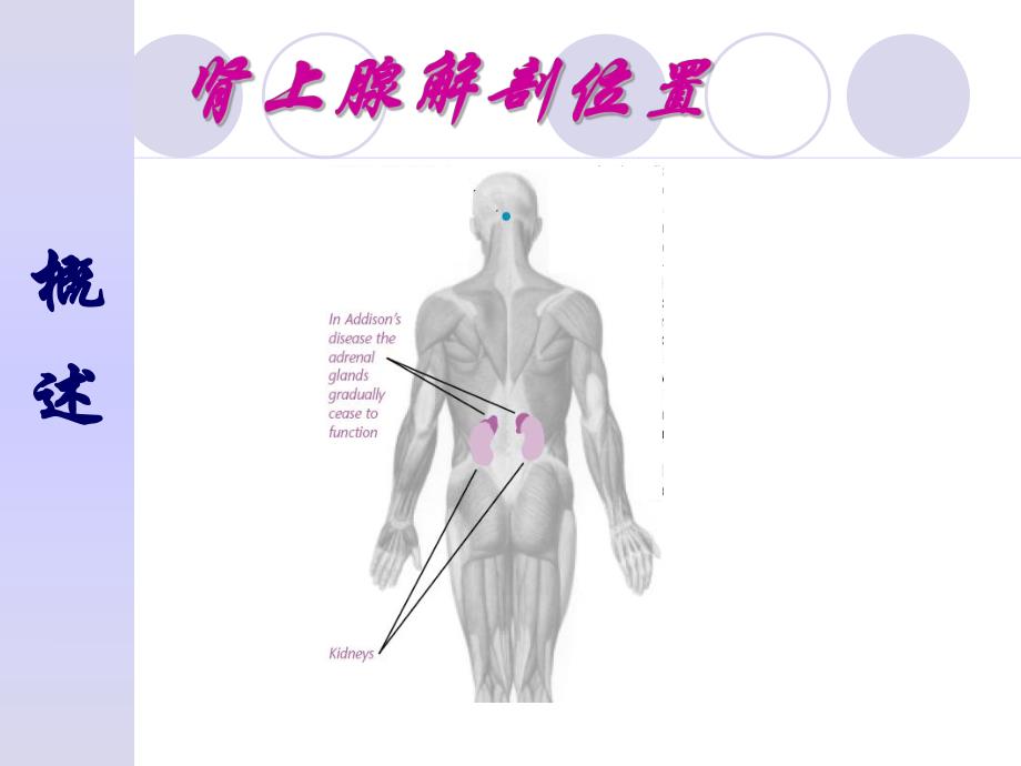 慢性肾上腺皮质功能减退症.ppt_第3页