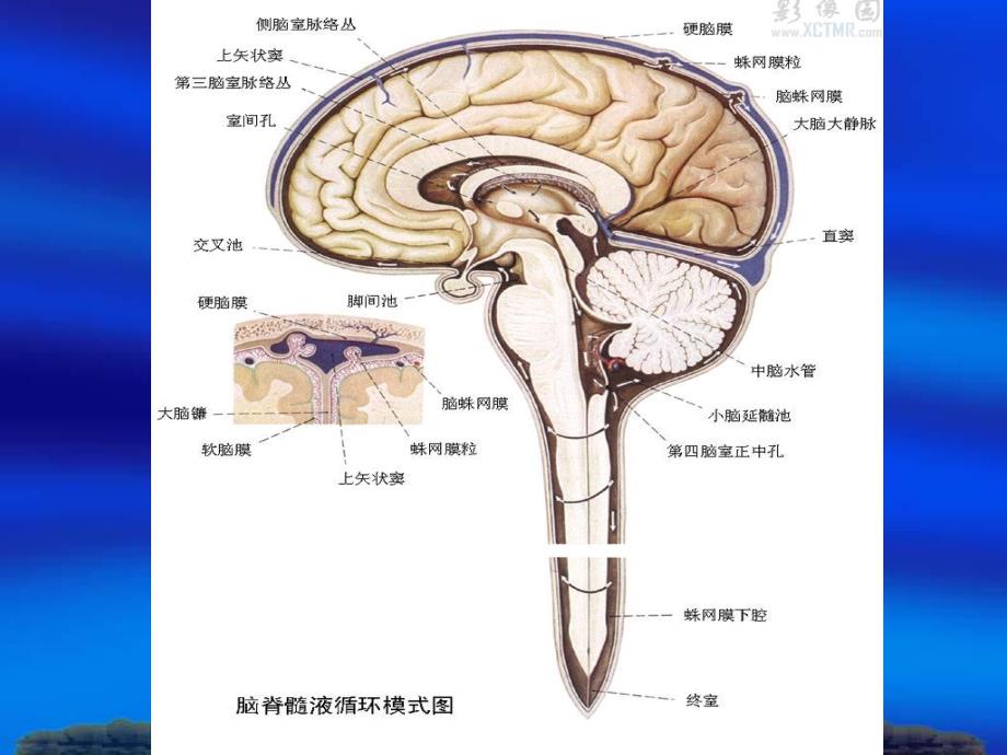 第二十一章颅脑和脊髓先天畸形..ppt_第2页