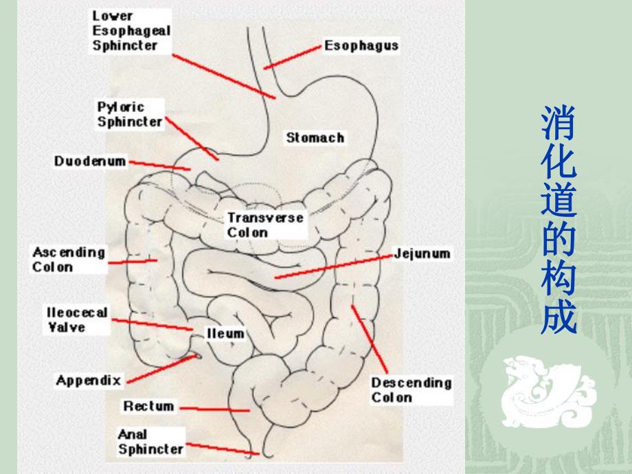 第六章消化与吸收.ppt_第2页