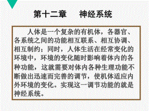 神经活动规律感觉功能.ppt
