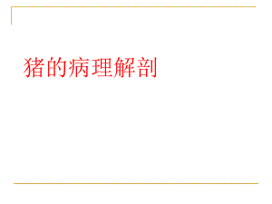 猪的病理解剖.ppt