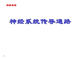 神经传导通路.ppt