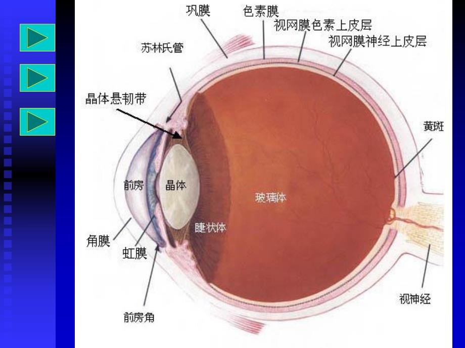 眼部解剖.ppt_第3页
