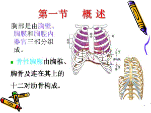 肋骨骨折、气胸、血胸病人的护理.ppt