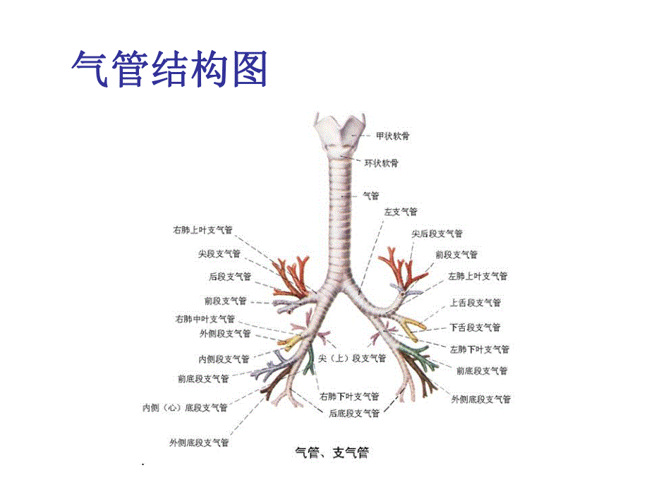 纤维支气管镜检查的护理.ppt_第3页