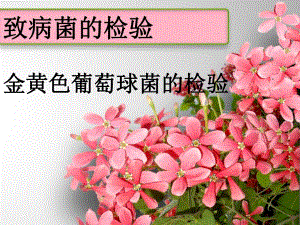金黄色葡萄球菌的检验.ppt