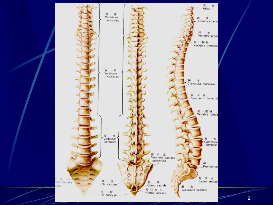 脊柱影像X线解剖.ppt_第2页