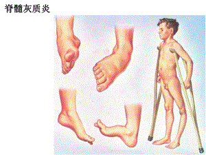 脊髓脑干小脑间脑.ppt