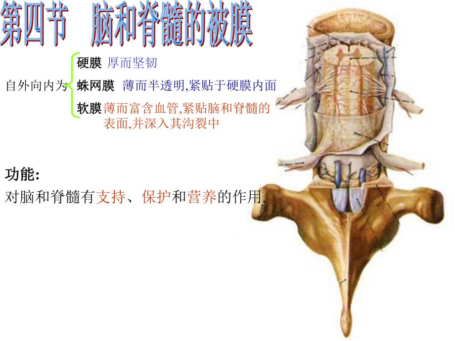 脑和脊髓的被膜、脑脊液和血管医学幻灯片.ppt_第1页