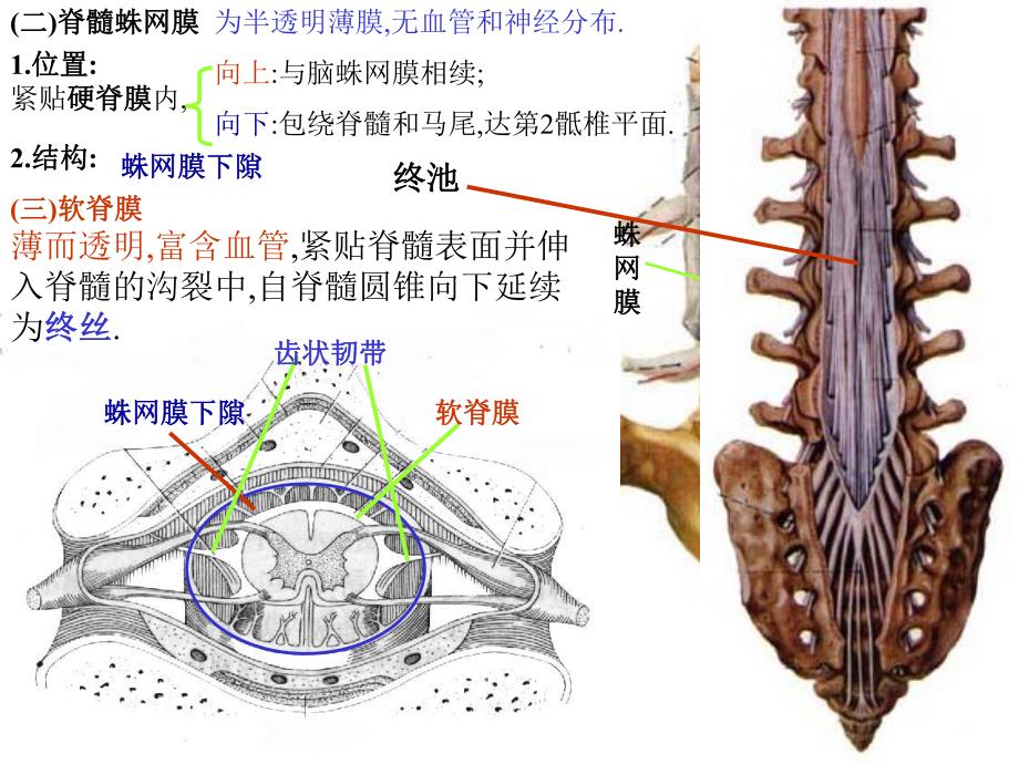 脑和脊髓的被膜、脑脊液和血管医学幻灯片.ppt_第3页