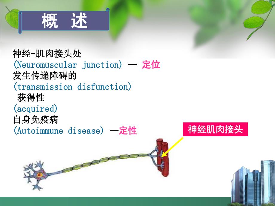 重症肌无力疾病查房幻灯片.ppt_第2页