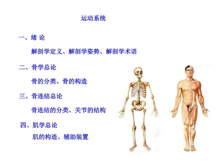 躯干骨及连结.ppt_第2页