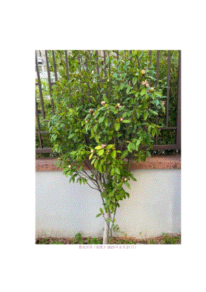 【木兰科植物】紫花含笑.docx