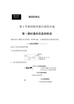 2023-2024学年人教版必修二遗传信息的转录学案.docx