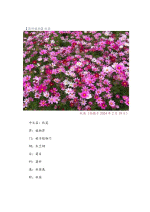 【菊科植物】秋英.docx