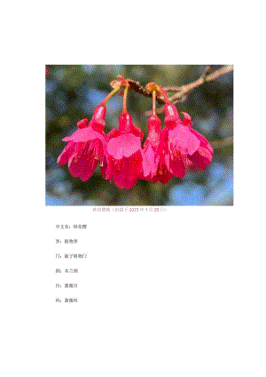 【蔷薇科植物】钟花樱.docx