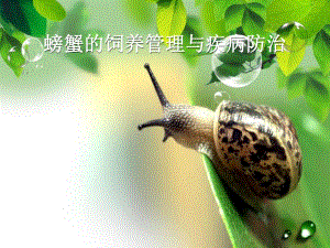 螃蟹的饲养管理与疾病防治.ppt