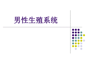 男性生殖系统.ppt