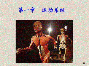 骨学PPT幻灯片.ppt