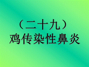 29传染性鼻炎.ppt