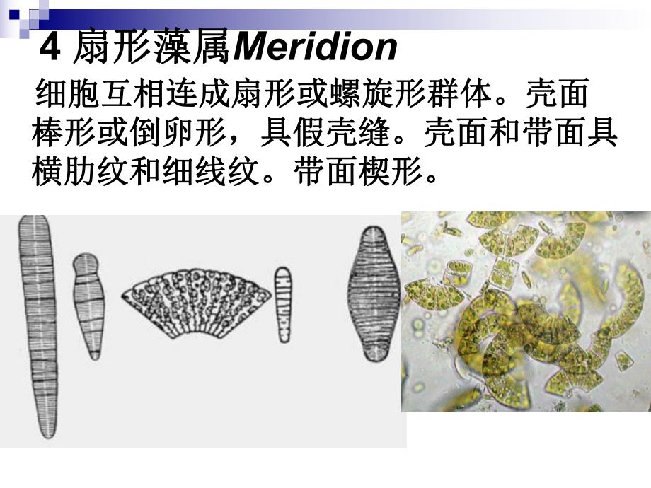 硅藻教学课件PPT.ppt_第1页