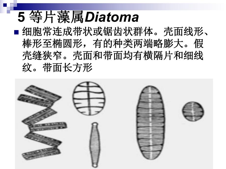 硅藻教学课件PPT.ppt_第2页