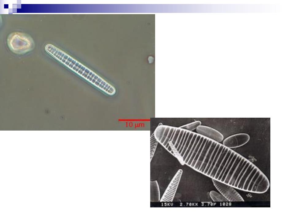 硅藻教学课件PPT.ppt_第3页