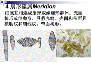 硅藻教学课件PPT.ppt