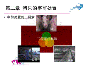 猪只的宰前处置.ppt